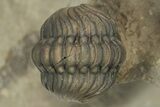 Crotalocephalus Trilobite With Three Reedops - Atchana, Morocco #210265-12